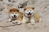 AKITA INU 284
